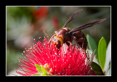 Thai wasp