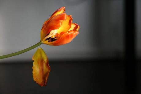 tulp