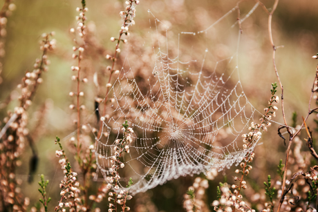 Druppel Spinnenweb  