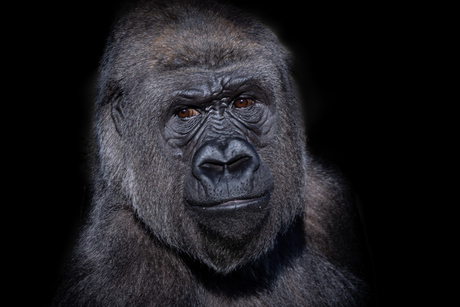 Portret Gorilla Bokito Diergaarde Blijdorp