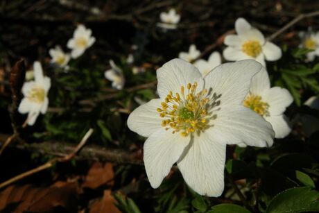 mooie foto van een bloem