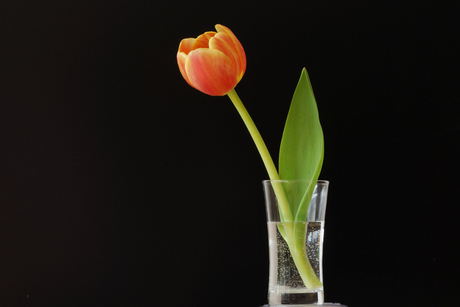 Eenzame Tulp
