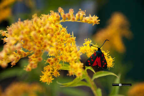 Vlinder? in de Provence