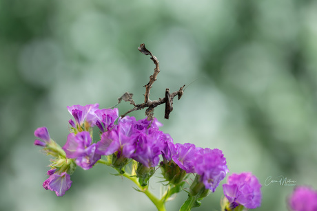 Dragon mantis 