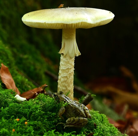 Als ik maar een trapje had