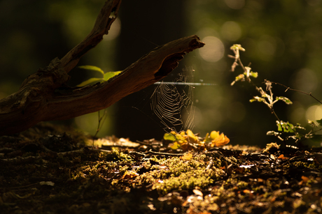 Ut het archief: Herfst ,