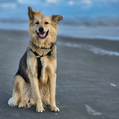 Topper op het strand