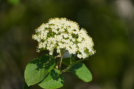 Just a flower