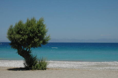 éénzaam boompje op strand van Rhodos