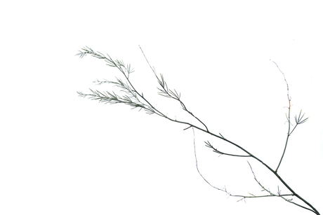 fragiel