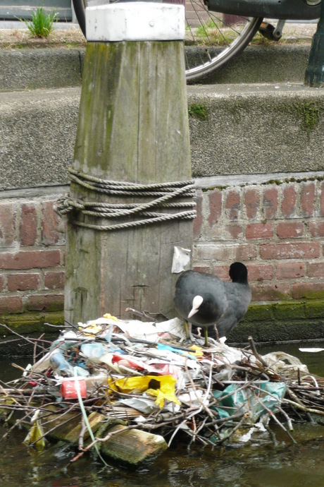 recycle-birds in Amsterdam