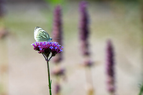 Vlindertuin