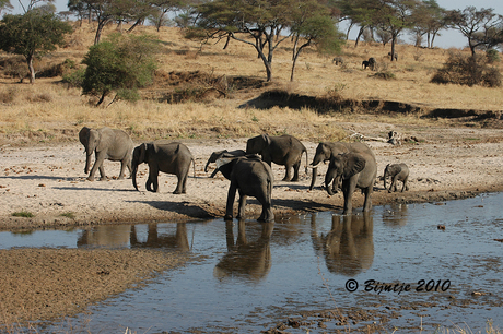 Olifanten Tarangire rivier Tanzania