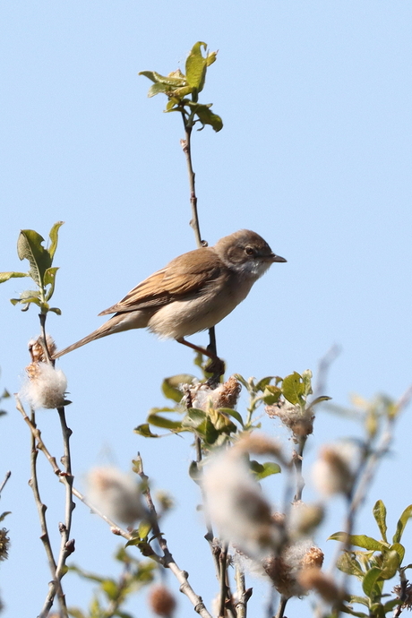 grasmus