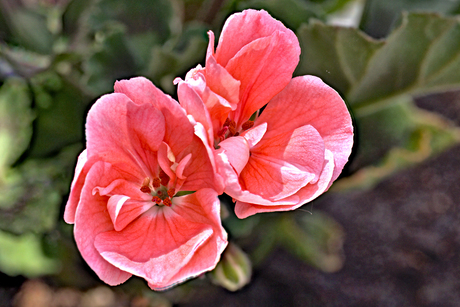 Geranium