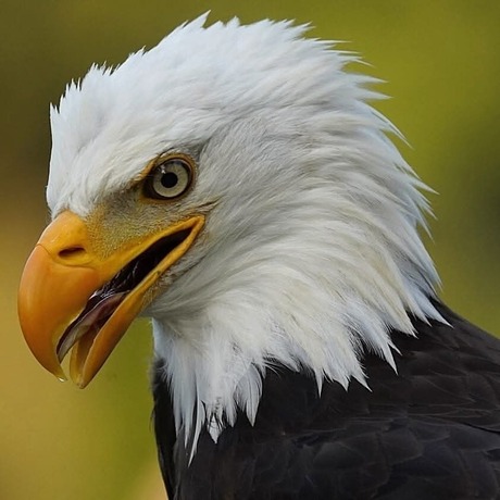 American Eagle