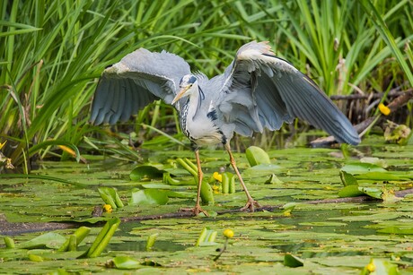 ready for take off 
