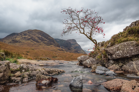 Een klein boompje in Glencoe