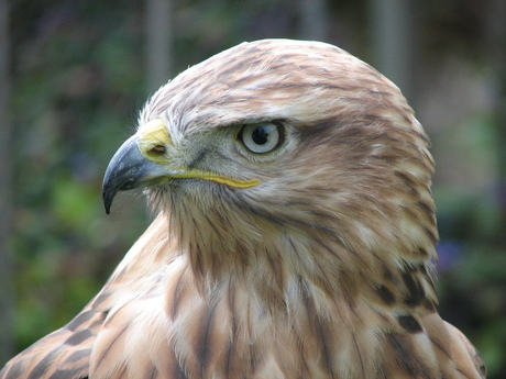 Arendbuizerd