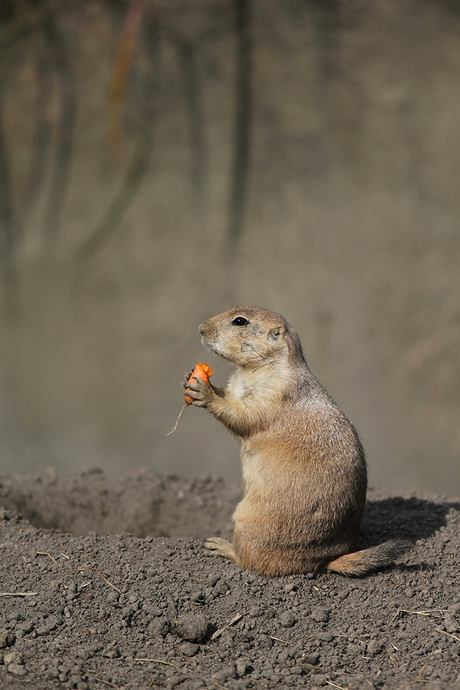 Carrot for breakfast