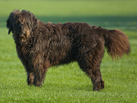 bokita in de ochtendzon