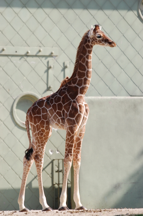 Jonge giraf