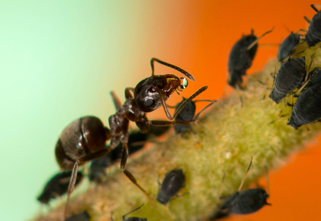 DSC_4941 Ants.jpg