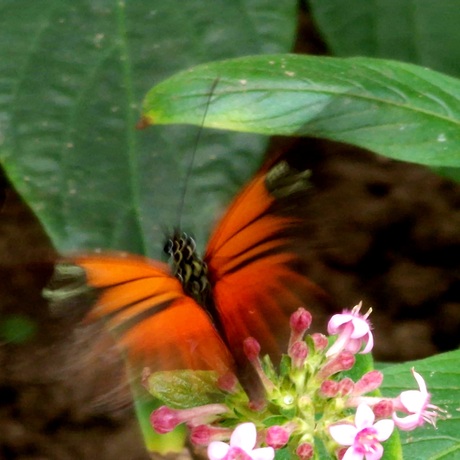 Butterfly in motion