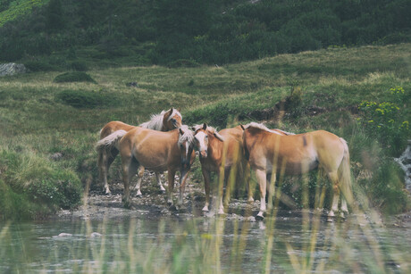 Paarden.