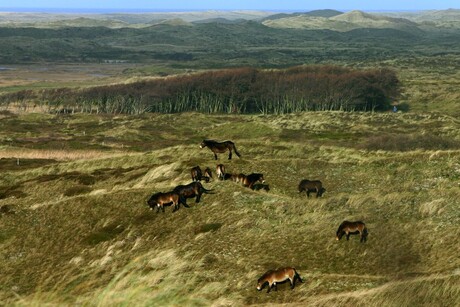 wild horses(texel)