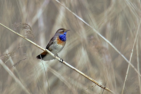 Blauwborst