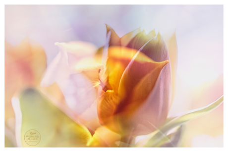 Tulp overlay