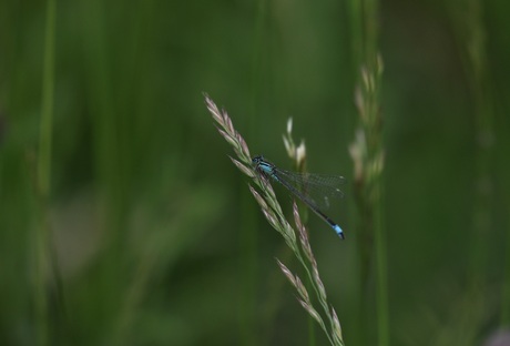 Blauw
