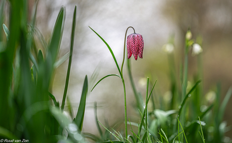 Schoonheid in het klein
