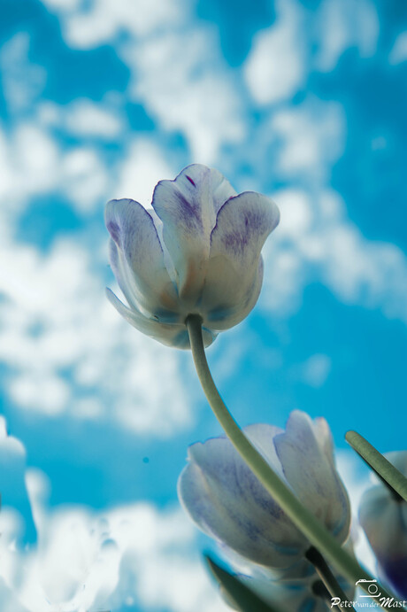 tulp lucht