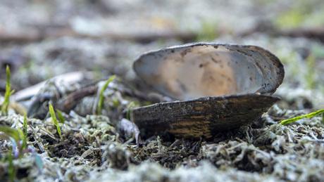 Schelp zoetwatermossel