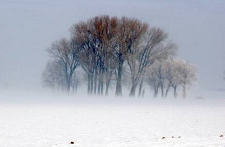 bomen in de mist