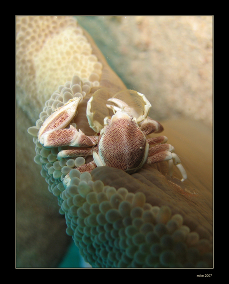 Porcelein krabbetje - Maleisie