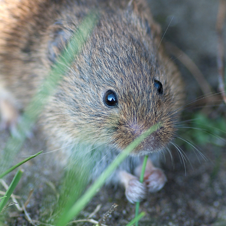 Woelmuis