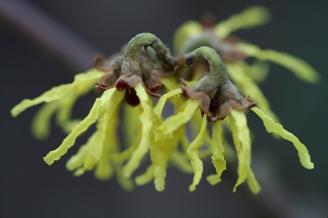 Hamamelis