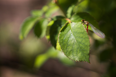 Little insect in the wide world