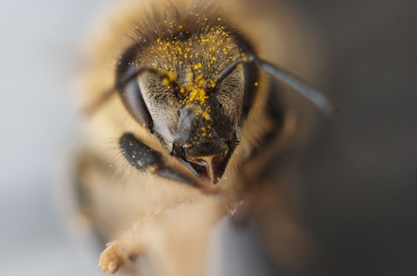 Bee