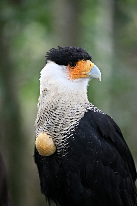 Kuifcaracara