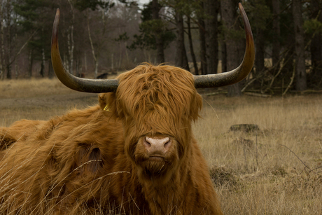 Bad Hair Day