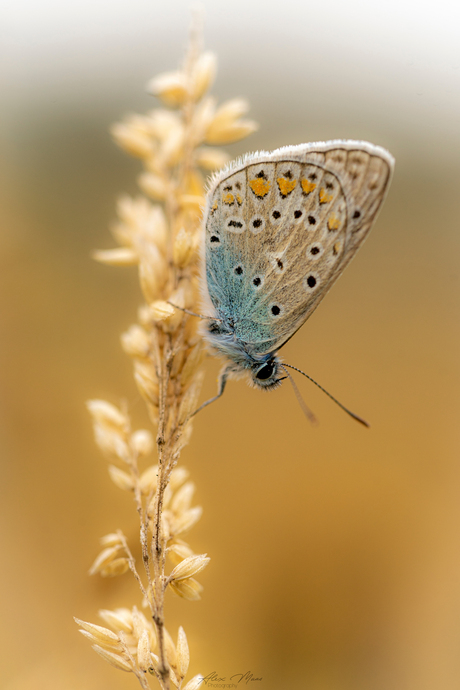 Icarus