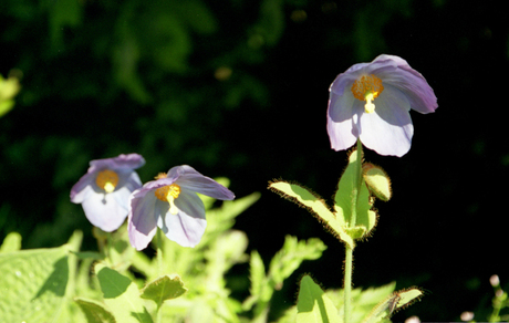 blauwe papaver