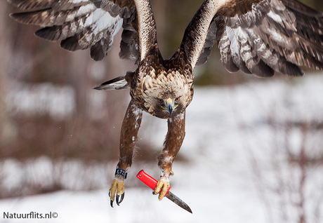 golden-eagle-with-knife