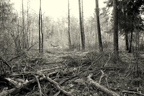 Verloren natuur