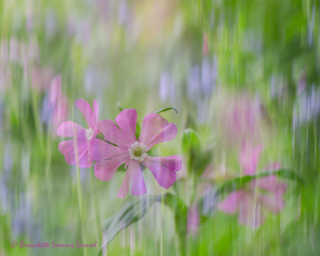 Meer zoomdag botanische tuin Utrecht