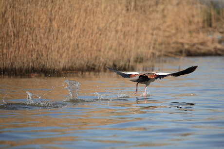 Rennen over het water